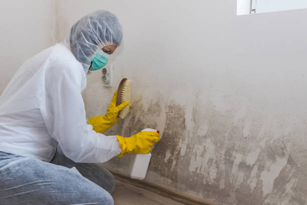 Mold Removal Services